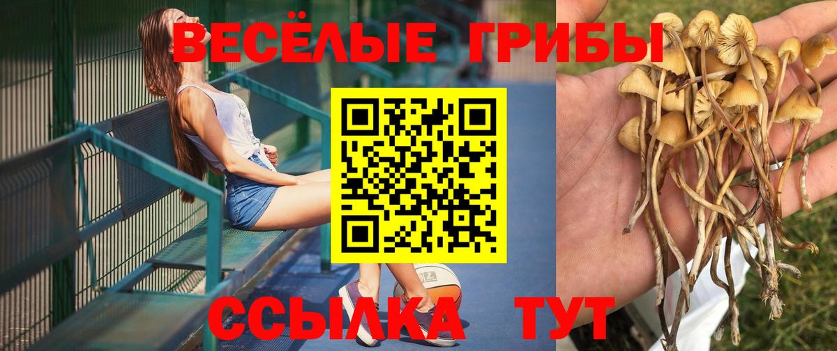 Кашира  Галлюциногенные грибы MAGIC MUSHROOMS  Вход с VPN  Псилоцибиновые грибы Psilocybe 